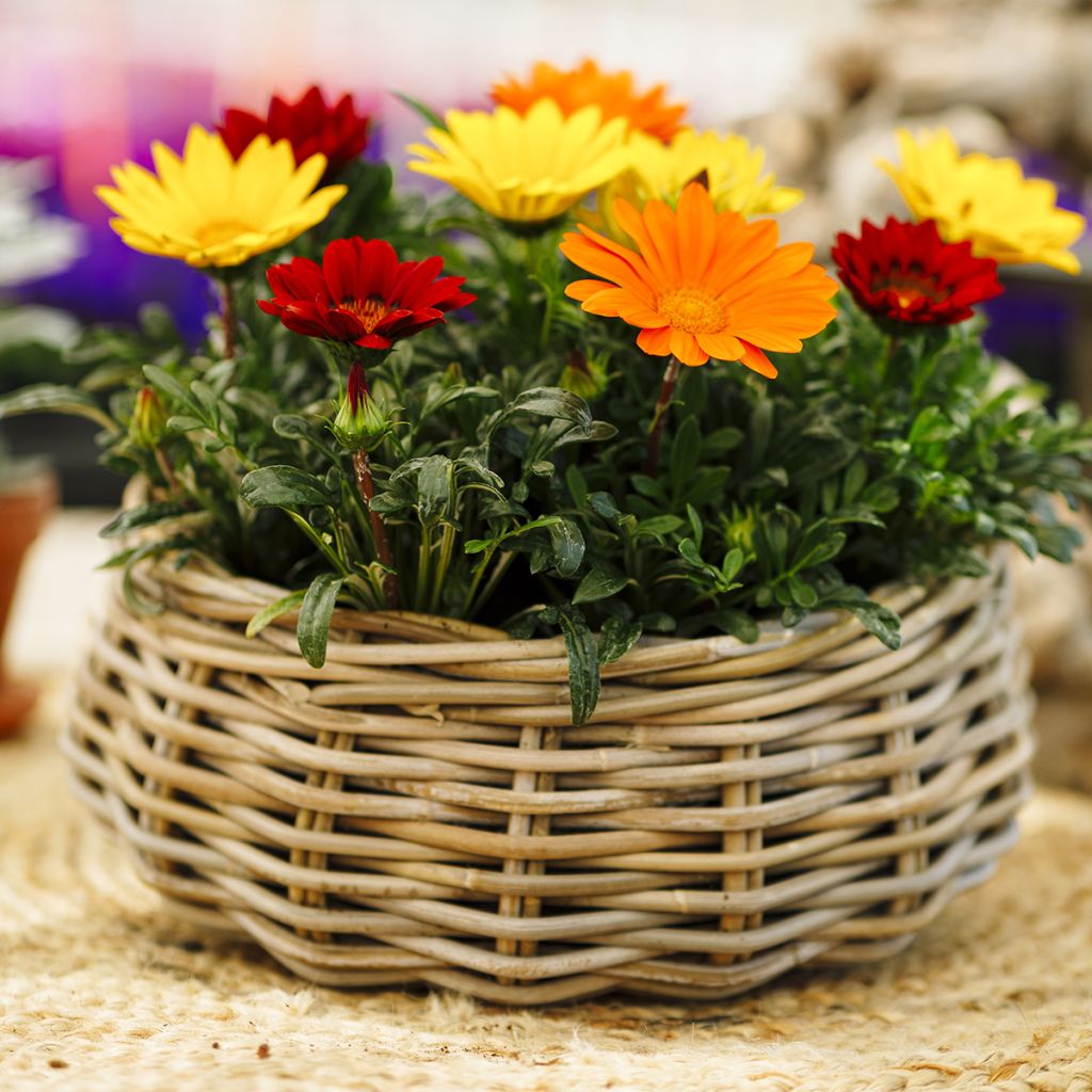 Graines de Gazania Enorma Mix