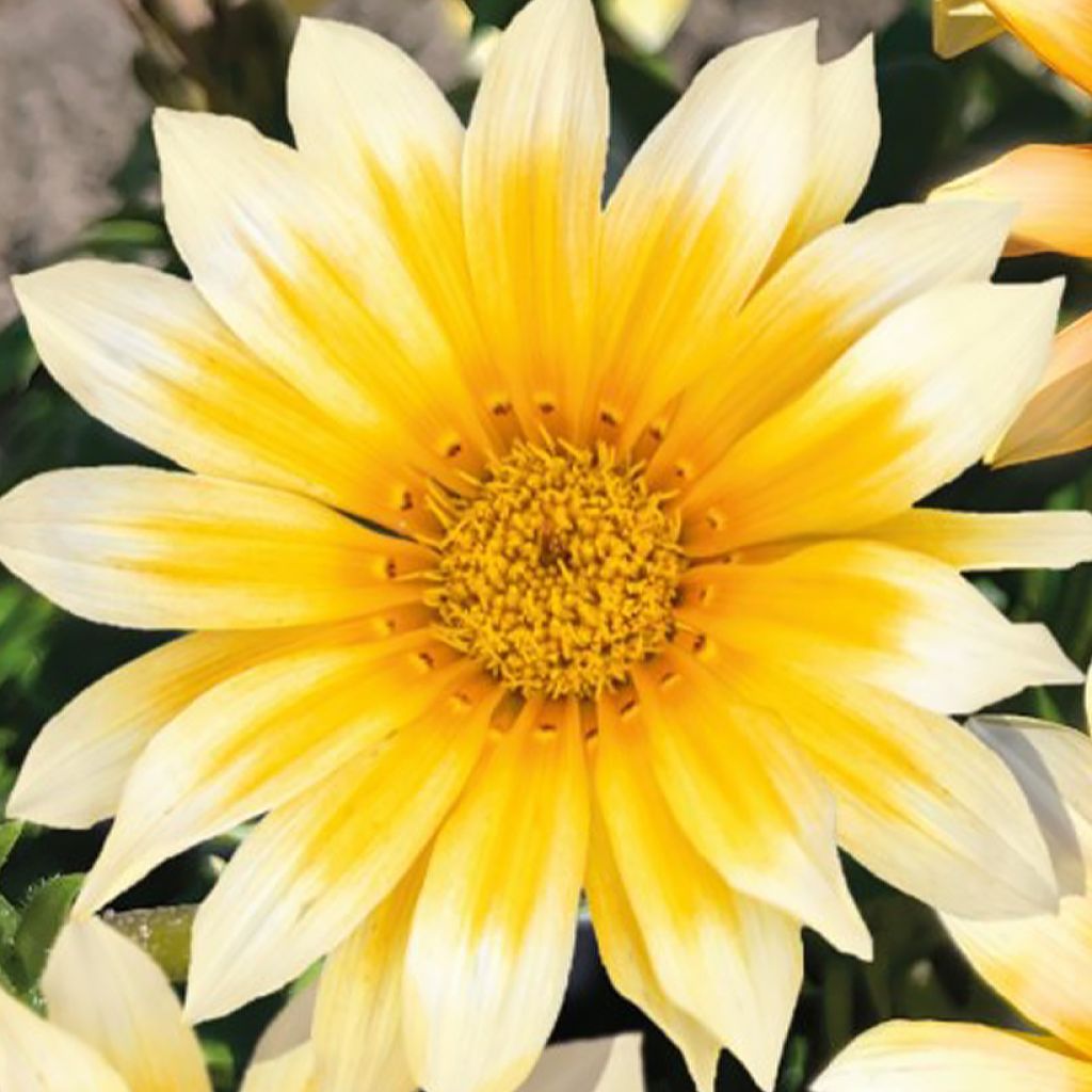Graines de Gazania F1 Zany Sunny-Side Up 