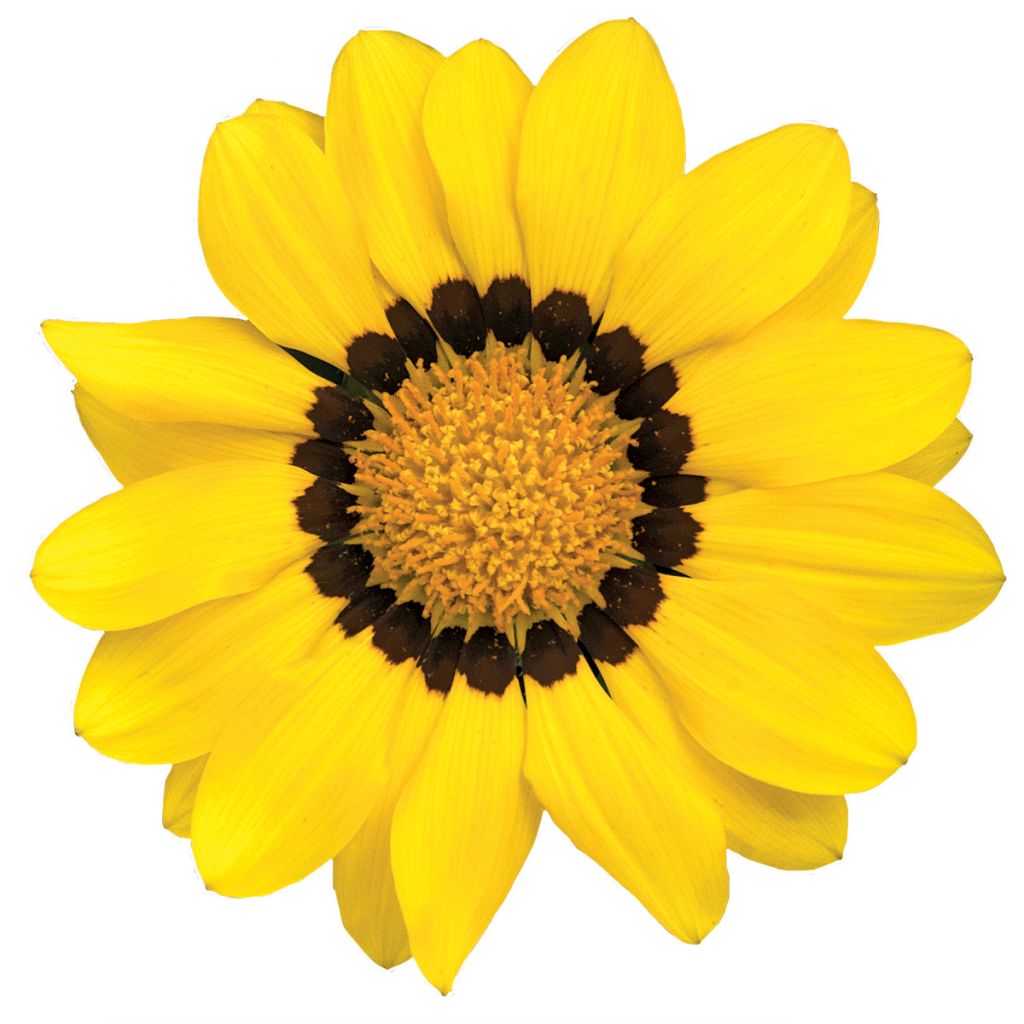 Graines de Gazania Zany F1 Yellow (graines pelliculées)