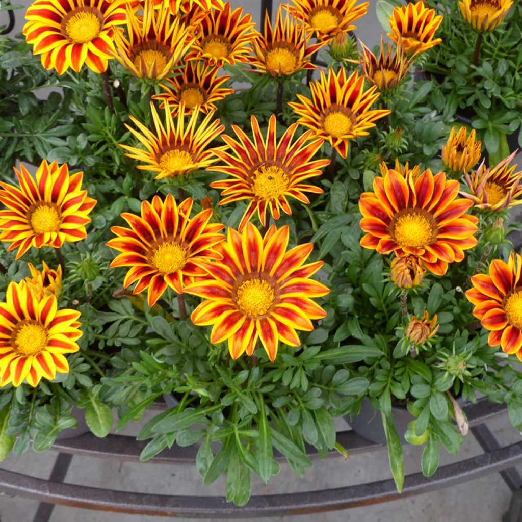 Graines de Gazania Zany F1 Orange Flame