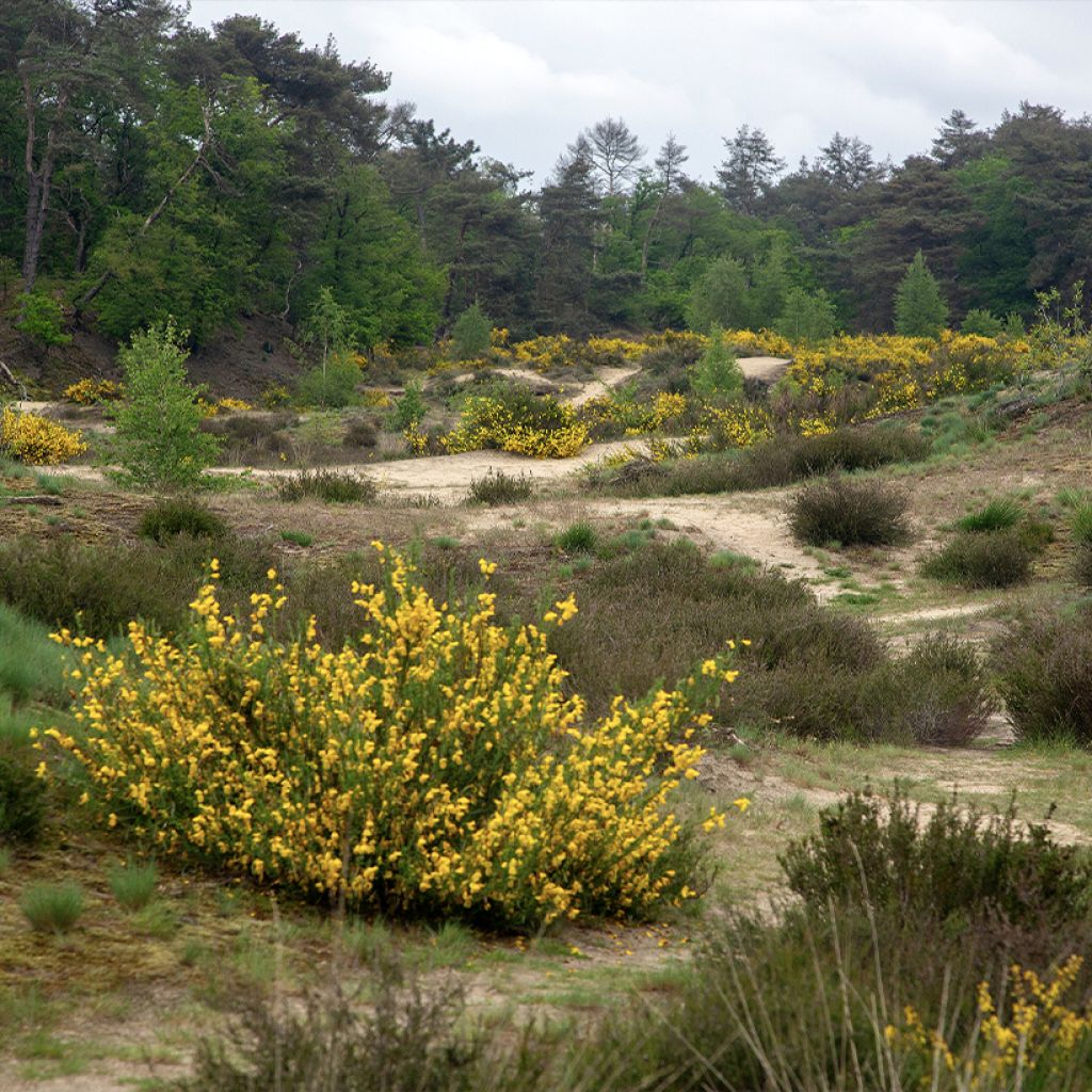 Graines de Genêt à balais - Cytisus scoparius