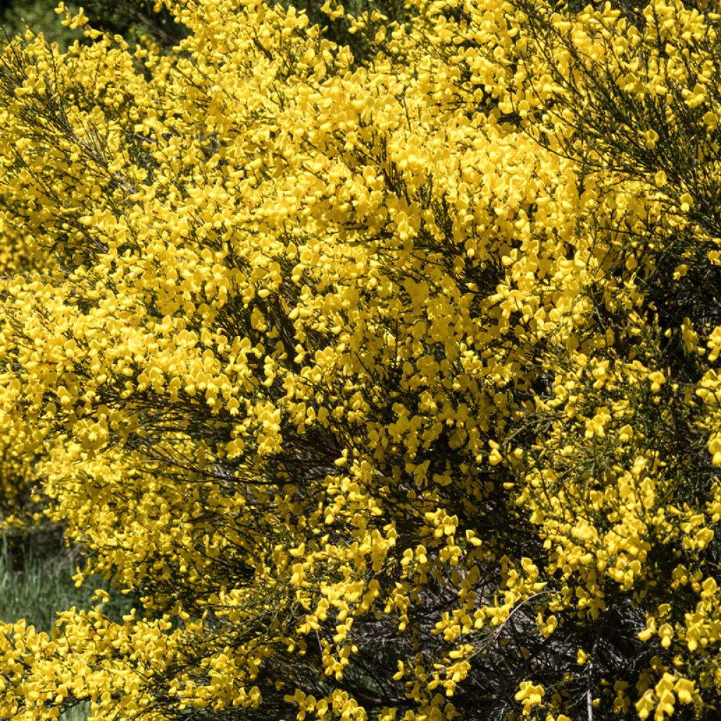 Graines de Genêt à balais - Cytisus scoparius