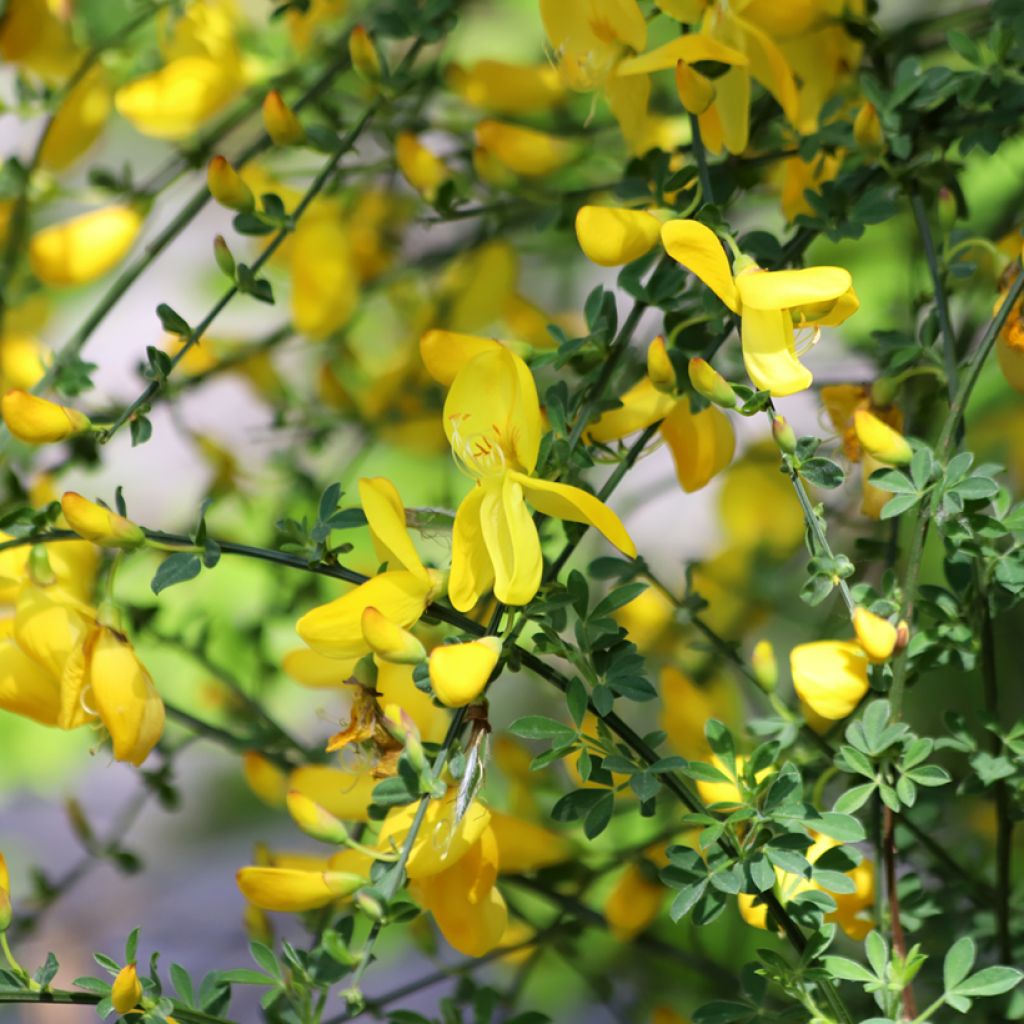 Graines de Genêt à balais - Cytisus scoparius