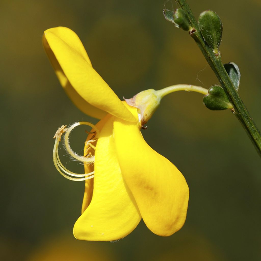 Graines de Genêt à balais - Cytisus scoparius