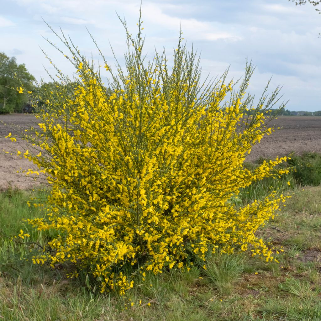 Graines de Genêt à balais - Cytisus scoparius