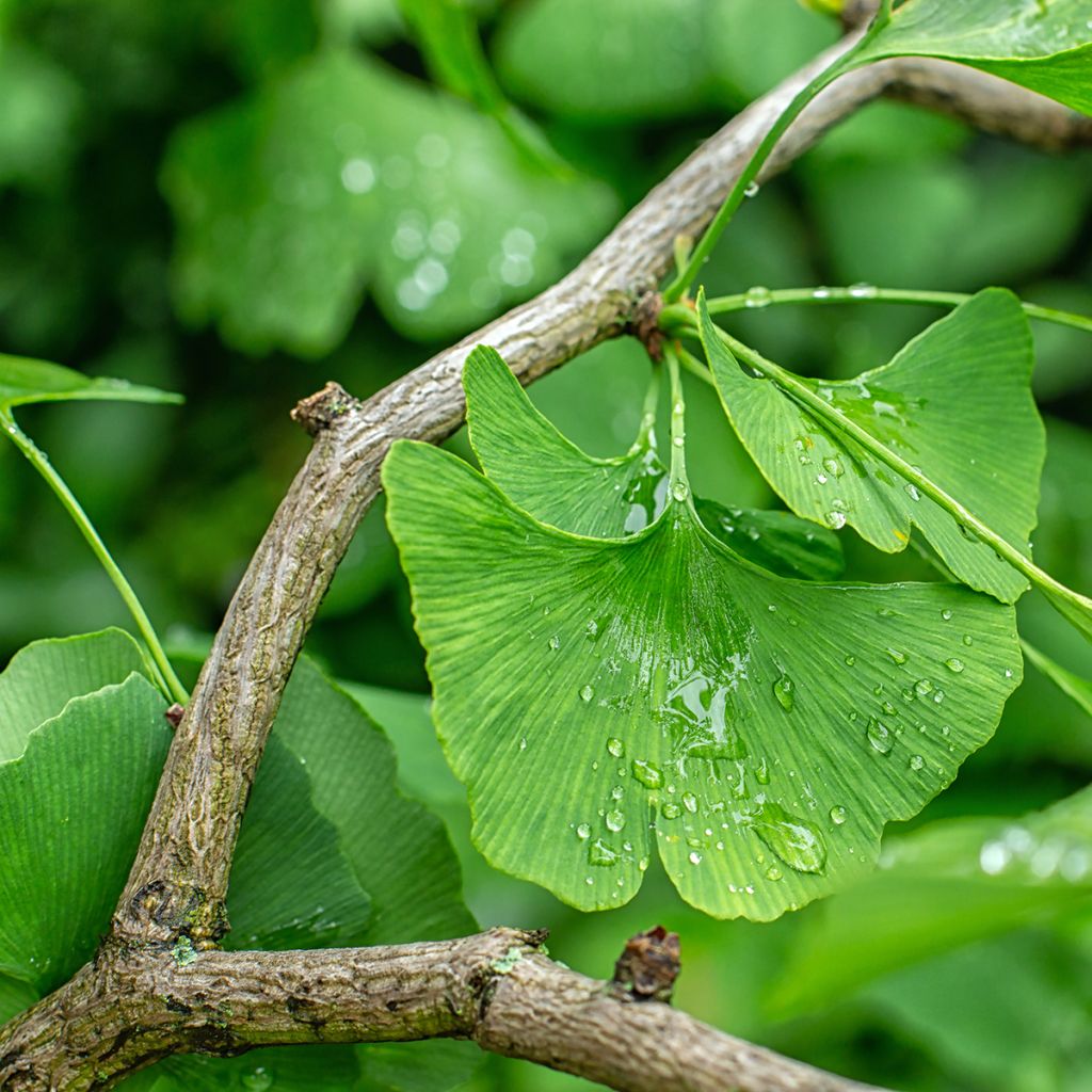 Graines de Ginkgo biloba - Arbre aux quarante écus