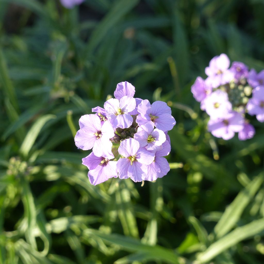 Graines de Giroflée Little Kiss lilac - Erysimum linifolium