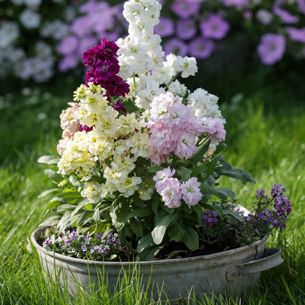 Graines de Giroflée quarantaine Vintage en mélange - Matthiola incana