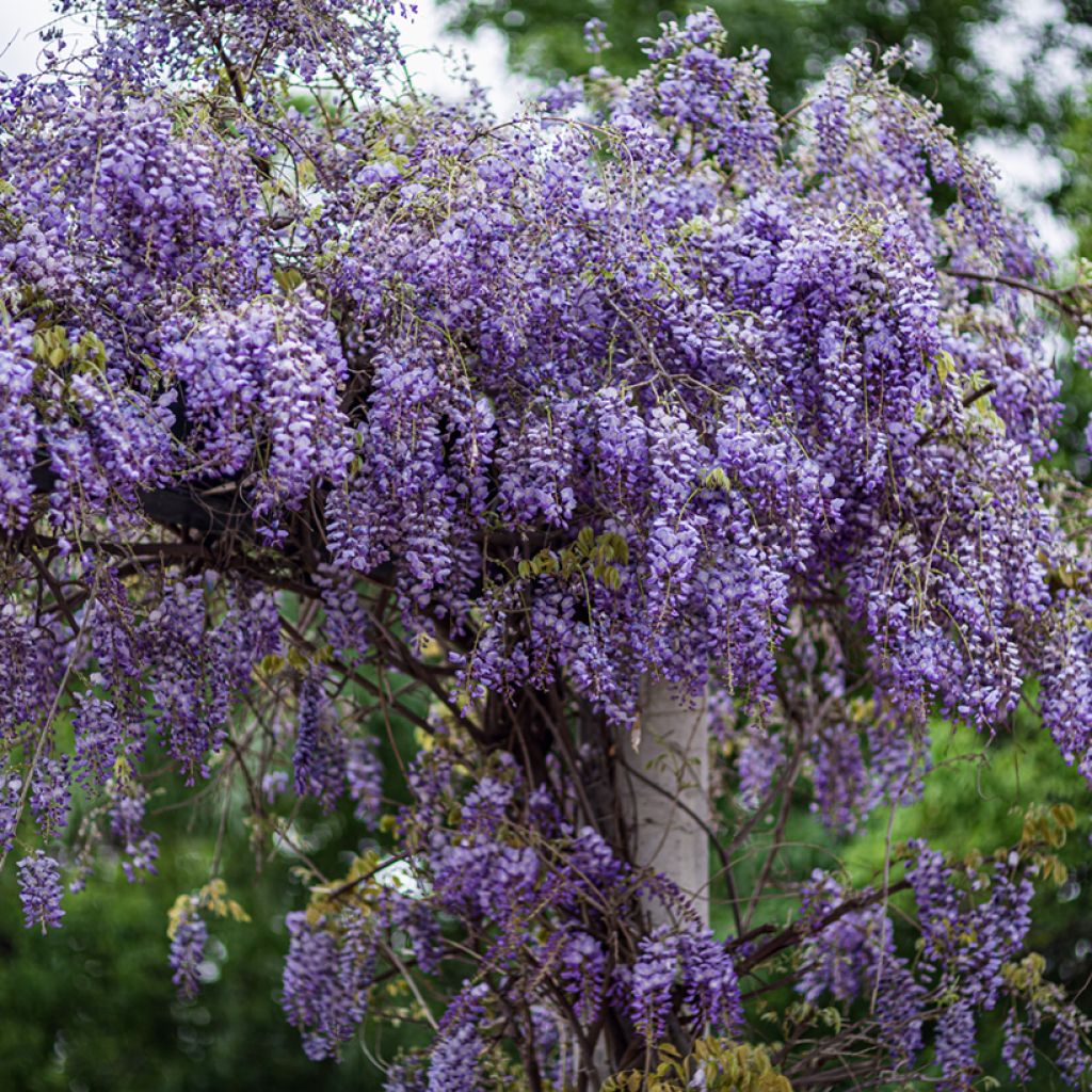 Graines de Glycine de Chine - Wisteria sinensis
