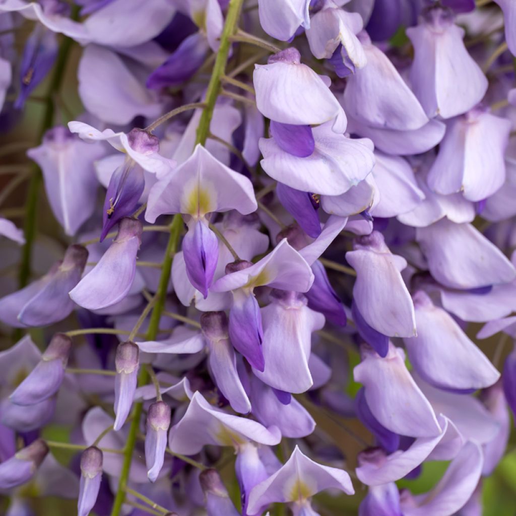 Graines de Glycine de Chine - Wisteria sinensis