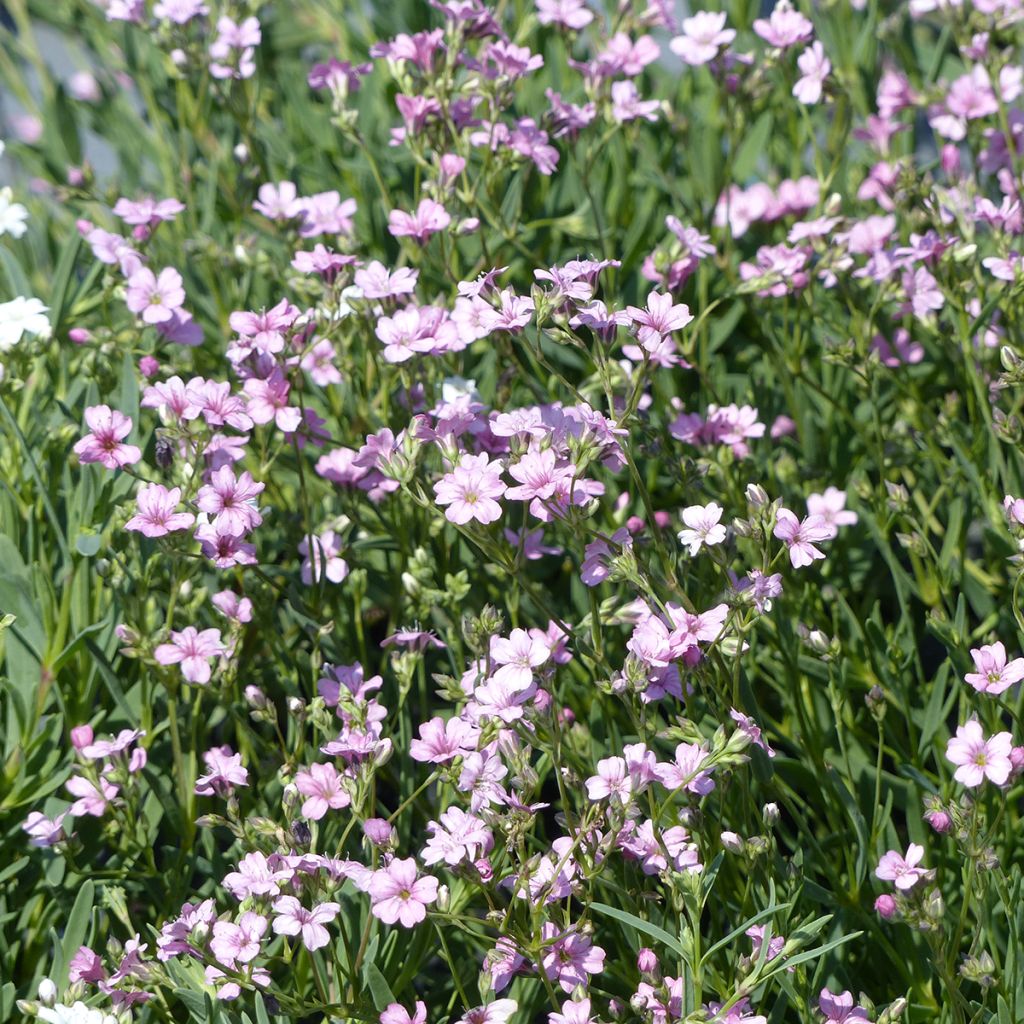 Graines de Gypsophile rampante Rosea - Gypsophila repens