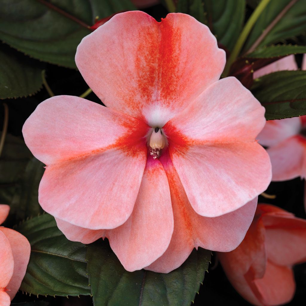 Graines d'Impatiens de Nouvelle-Guinée Florific Sweet Orange