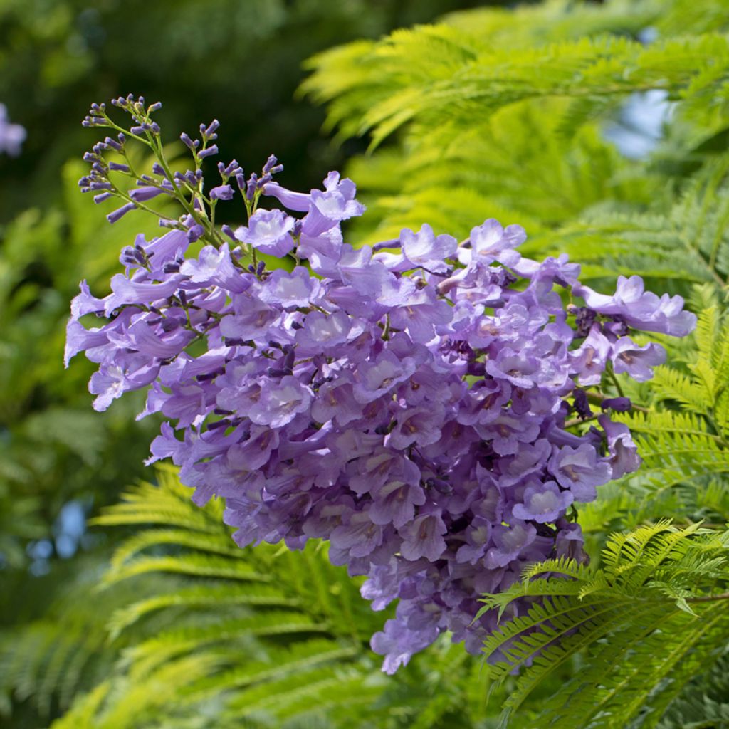 Graines de Jacaranda mimosifolia