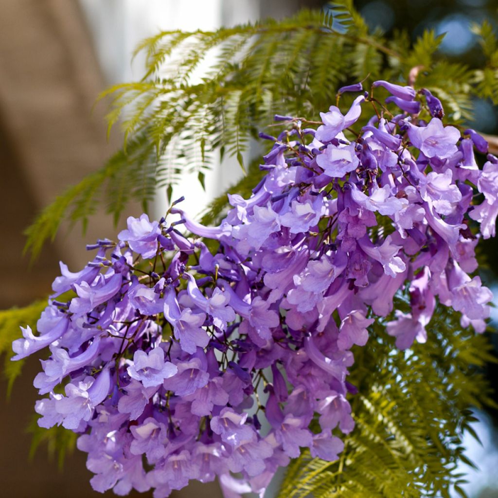Graines de Jacaranda mimosifolia