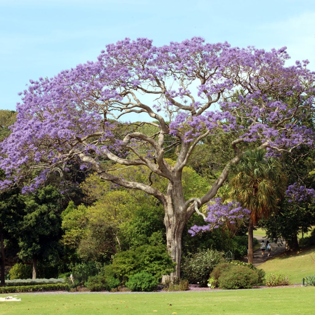 Graines de Jacaranda mimosifolia