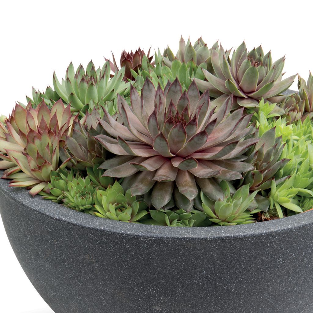 Graines de Joubarbe, Sempervivum Hippie Chicks (graines enrobées)
