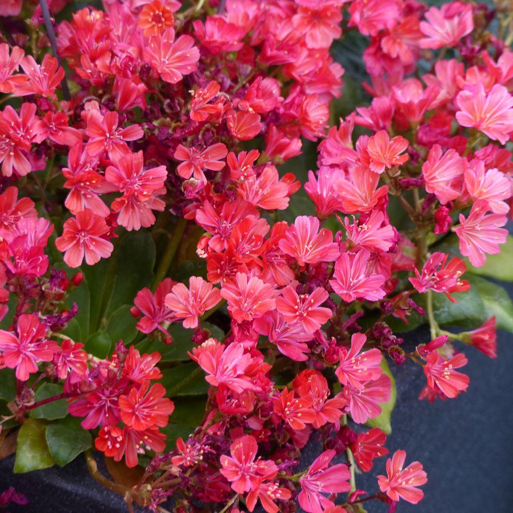 Graines de Lewisia cotyledon Elise Ruby Red