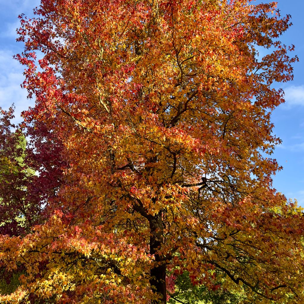 Graines de Copalme d'Amérique - Liquidambar styraciflua
