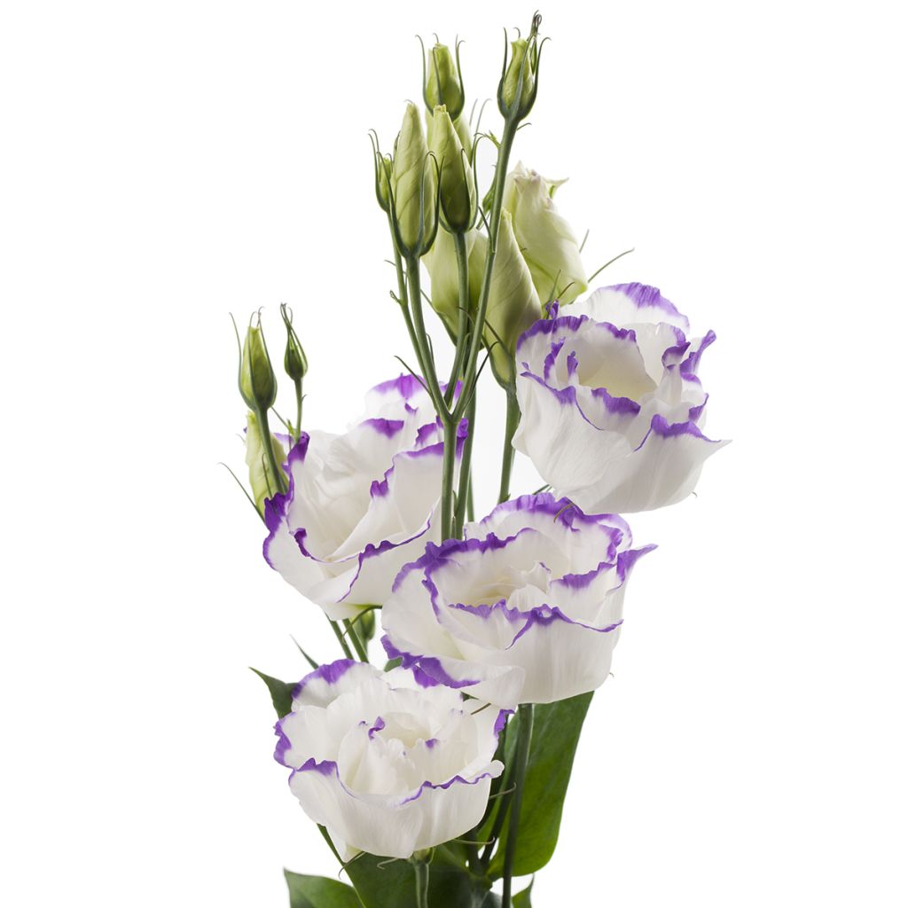 Graines de Lisianthus F1 Cessna Blue Picotee III (graines enrobées)