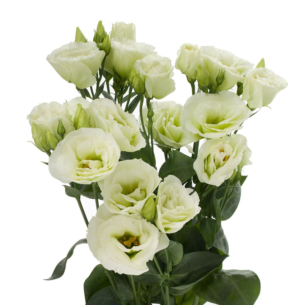 Graines de Lisianthus F1 Cessna Green III (graines enrobées)
