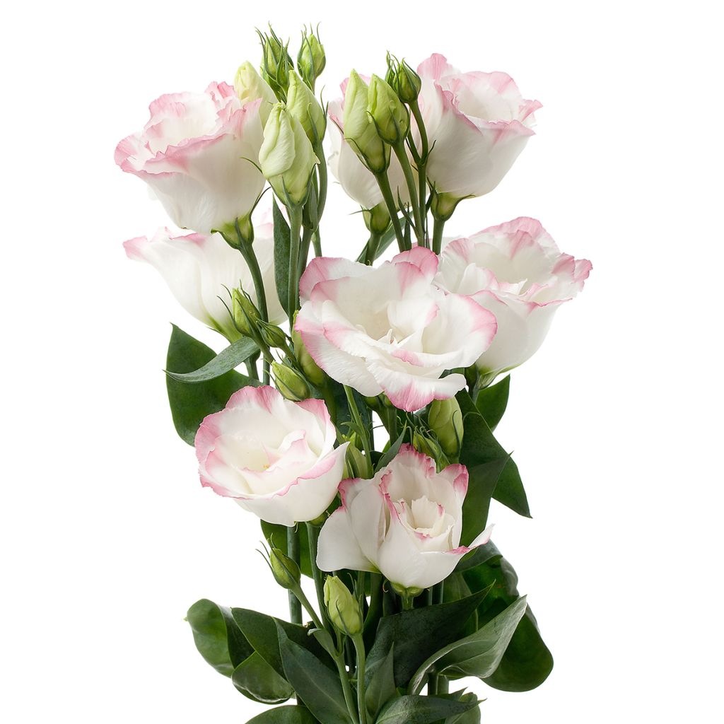Graines de Lisianthus F1 Cessna Rose Picotee III (graines enrobées)