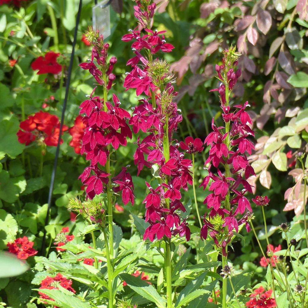 Graines de Lobelia speciosa Fan Burgundy (graines enrobées)