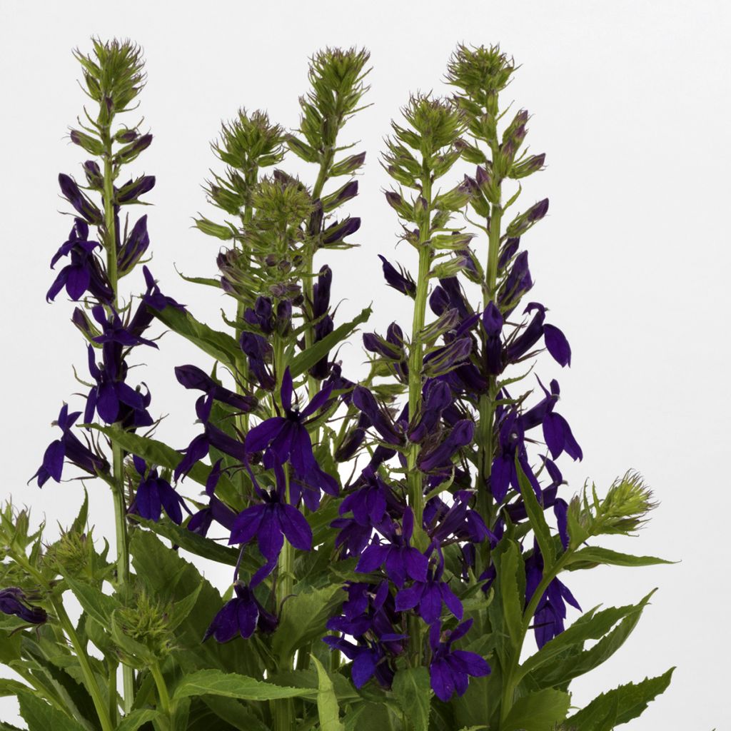 Graines de Lobelia speciosa Starship Blue (graines enrobées)