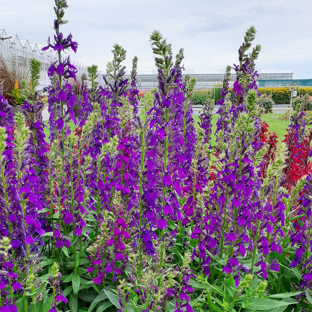 Graines de Lobelia speciosa Starship Blue (graines enrobées)