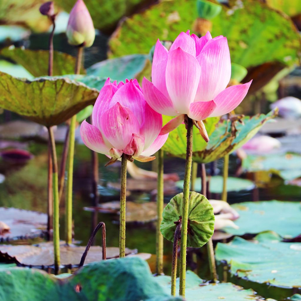 Graines de Lotus - Nelumbo nucifera