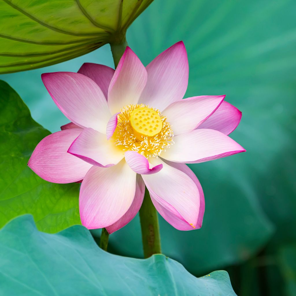 Graines de Lotus - Nelumbo nucifera