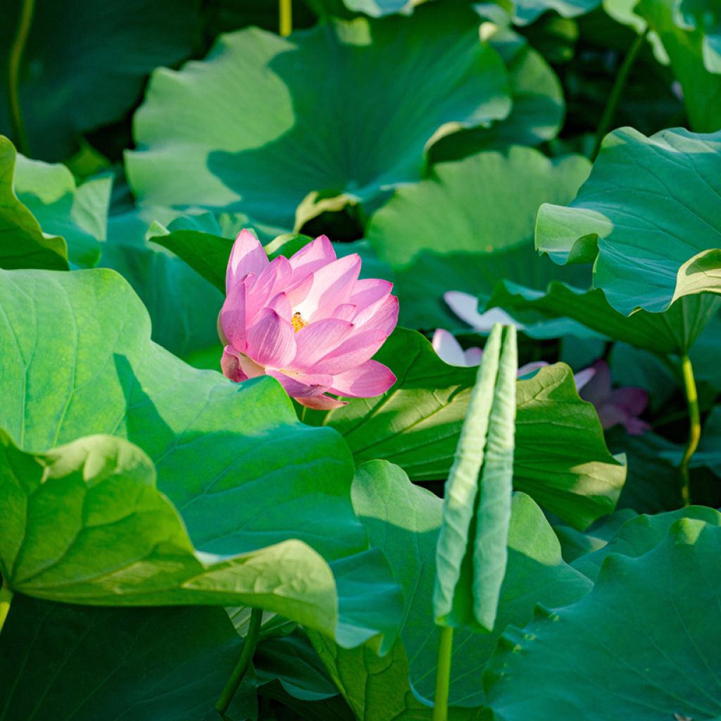 Graines de Lotus - Nelumbo nucifera