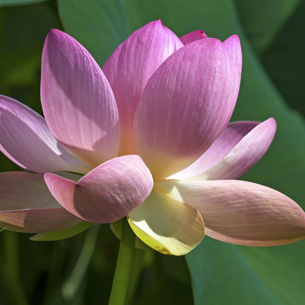 Graines de Lotus - Nelumbo nucifera