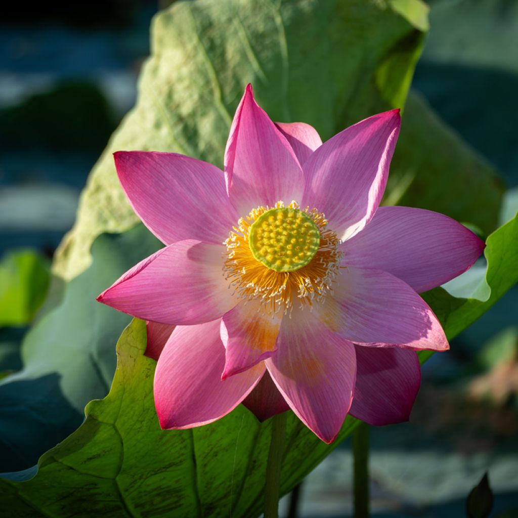 Graines de Lotus - Nelumbo nucifera