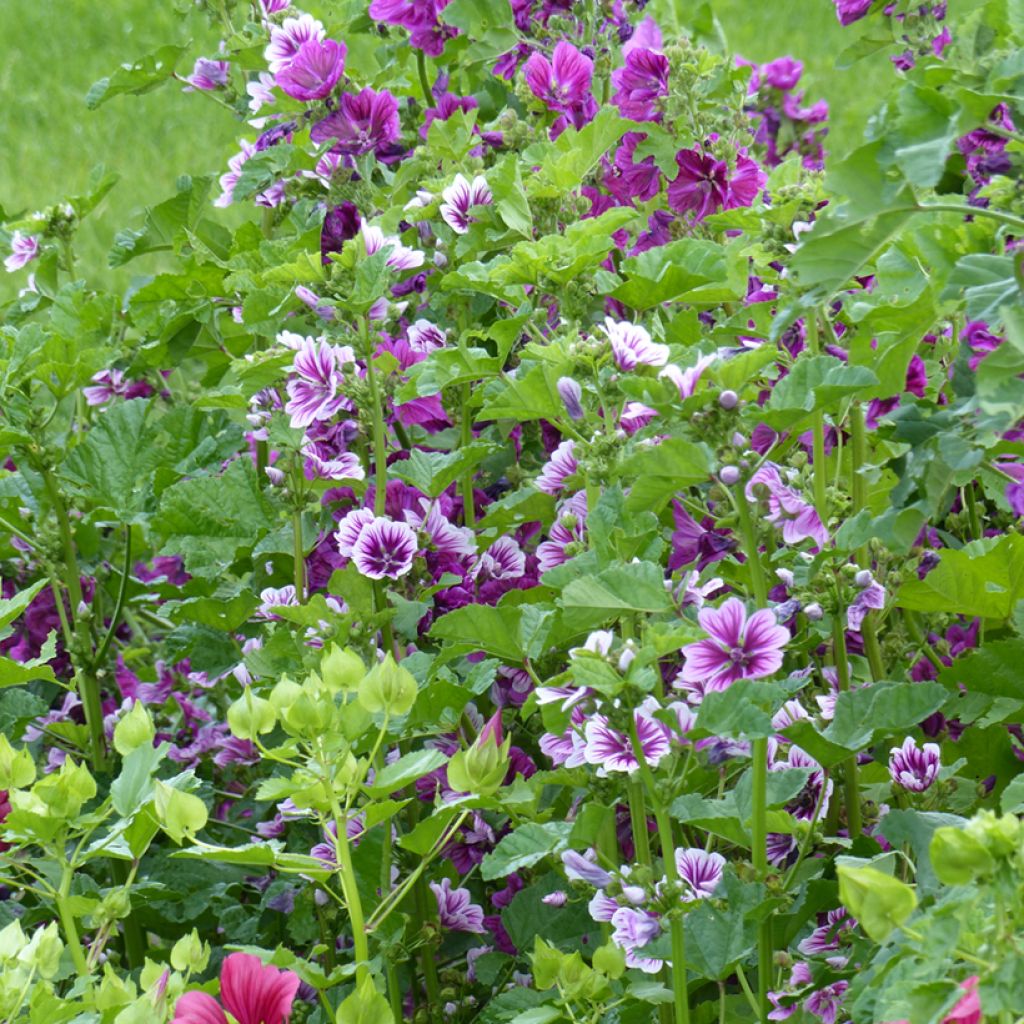 Graines de Malva sylvestris Purple Zebra Mix - Grande Mauve