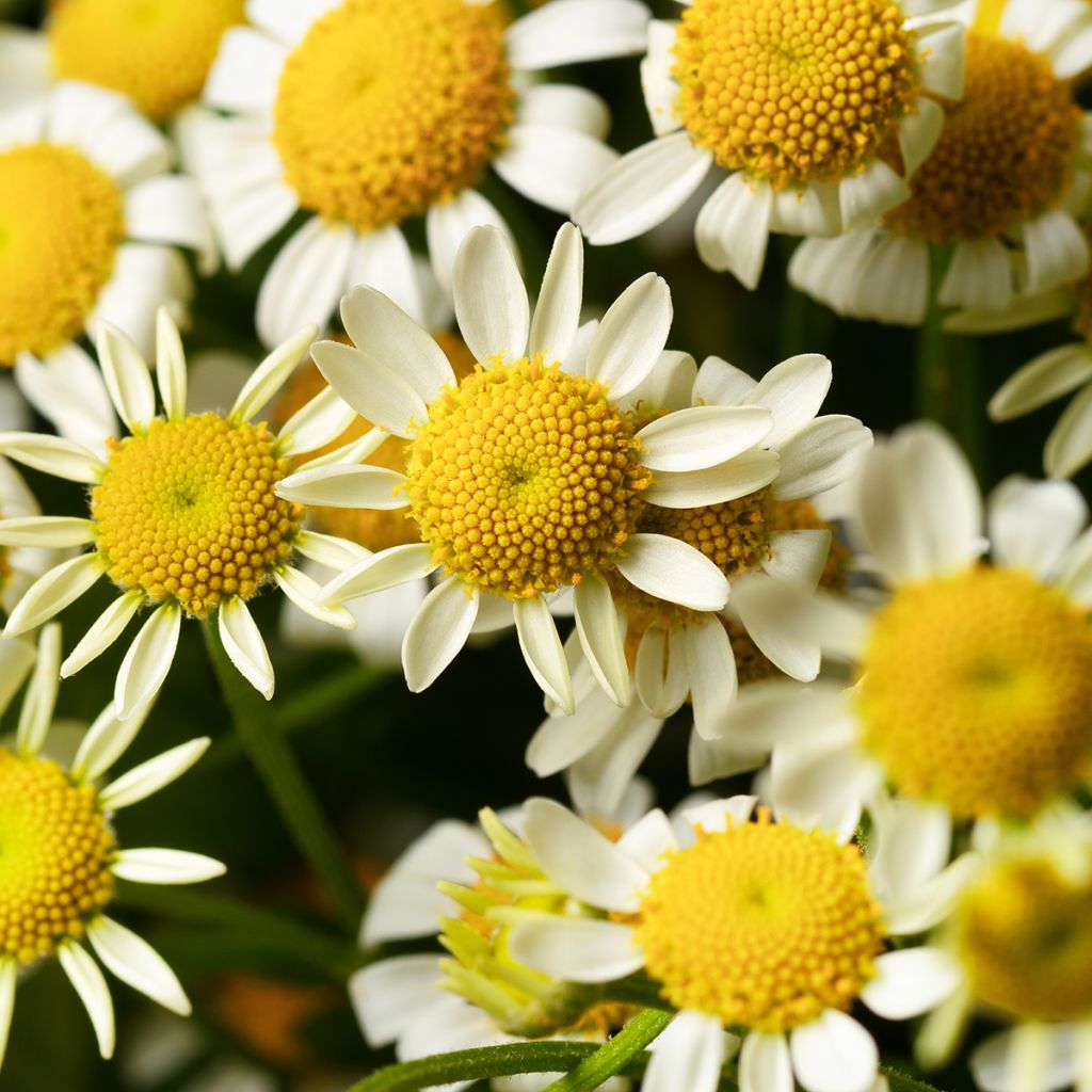 Graines de Matricaire simple Camilla (graines enrobées) - Tanacetum parthenium