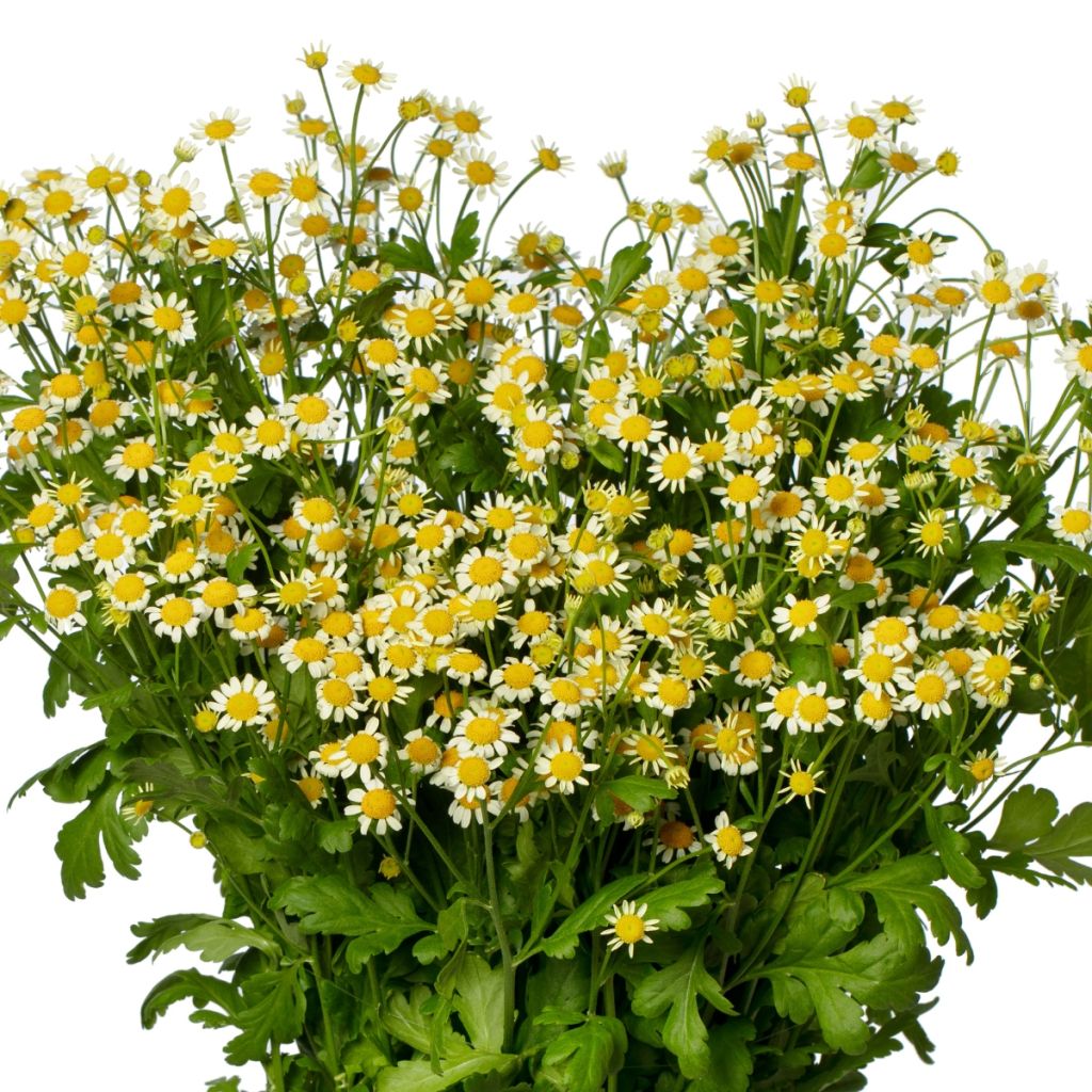 Graines de Matricaire simple Camilla (graines enrobées) - Tanacetum parthenium
