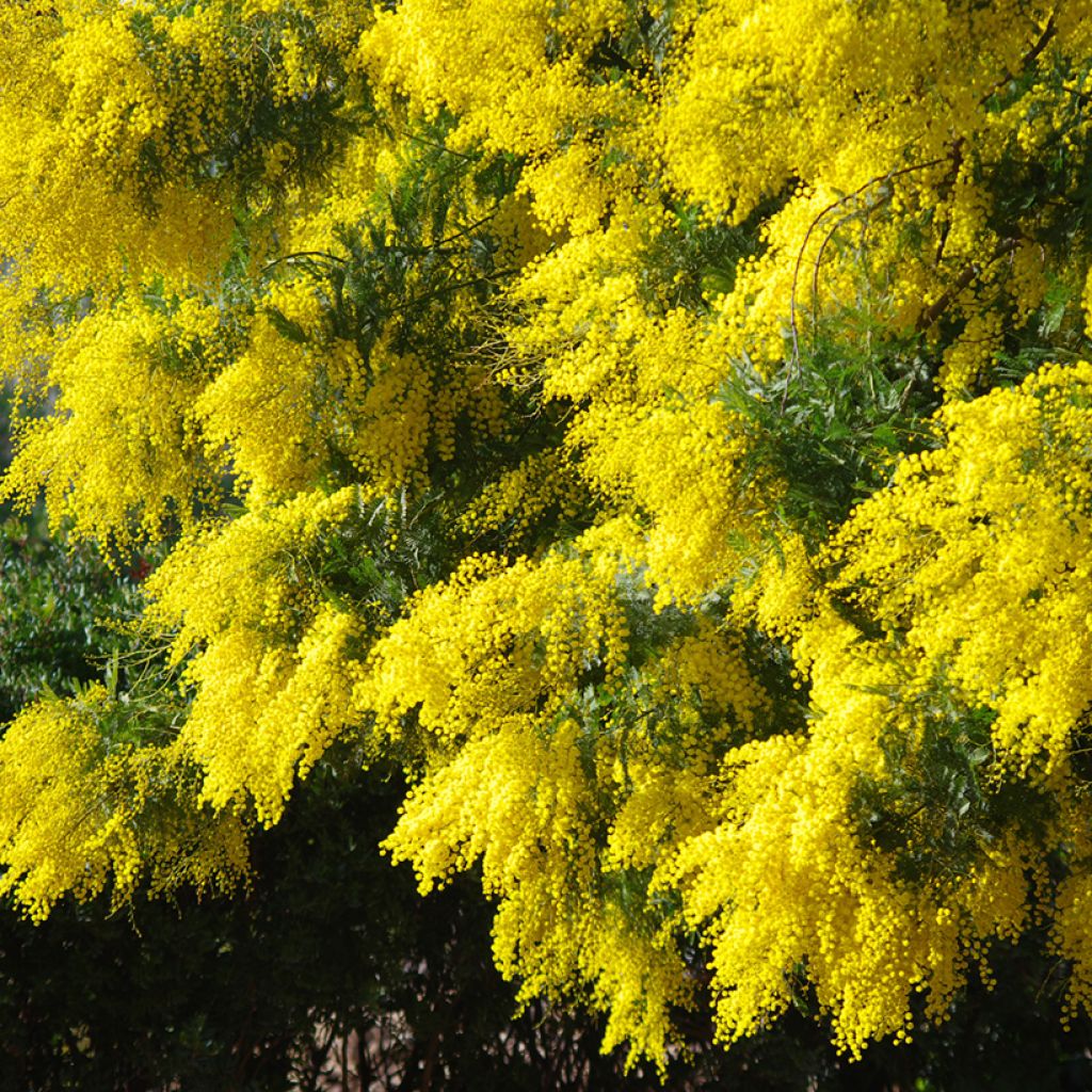 Graines de Mimosa - Acacia dealbata