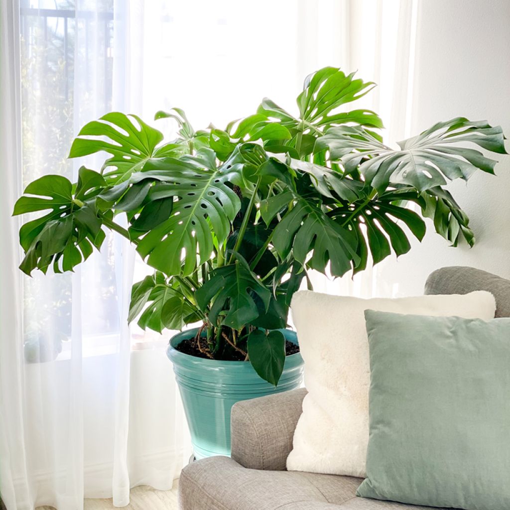 Graines de Monstera deliciosa