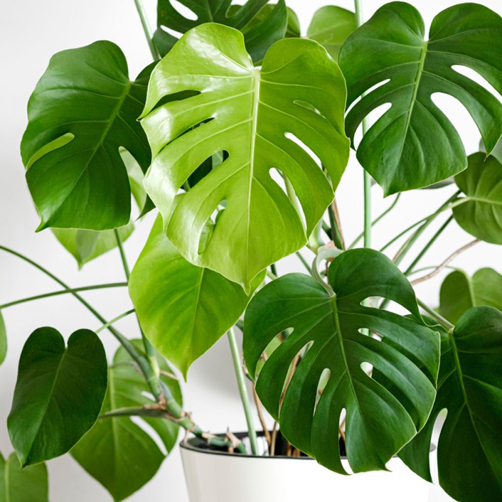 Graines de Monstera deliciosa