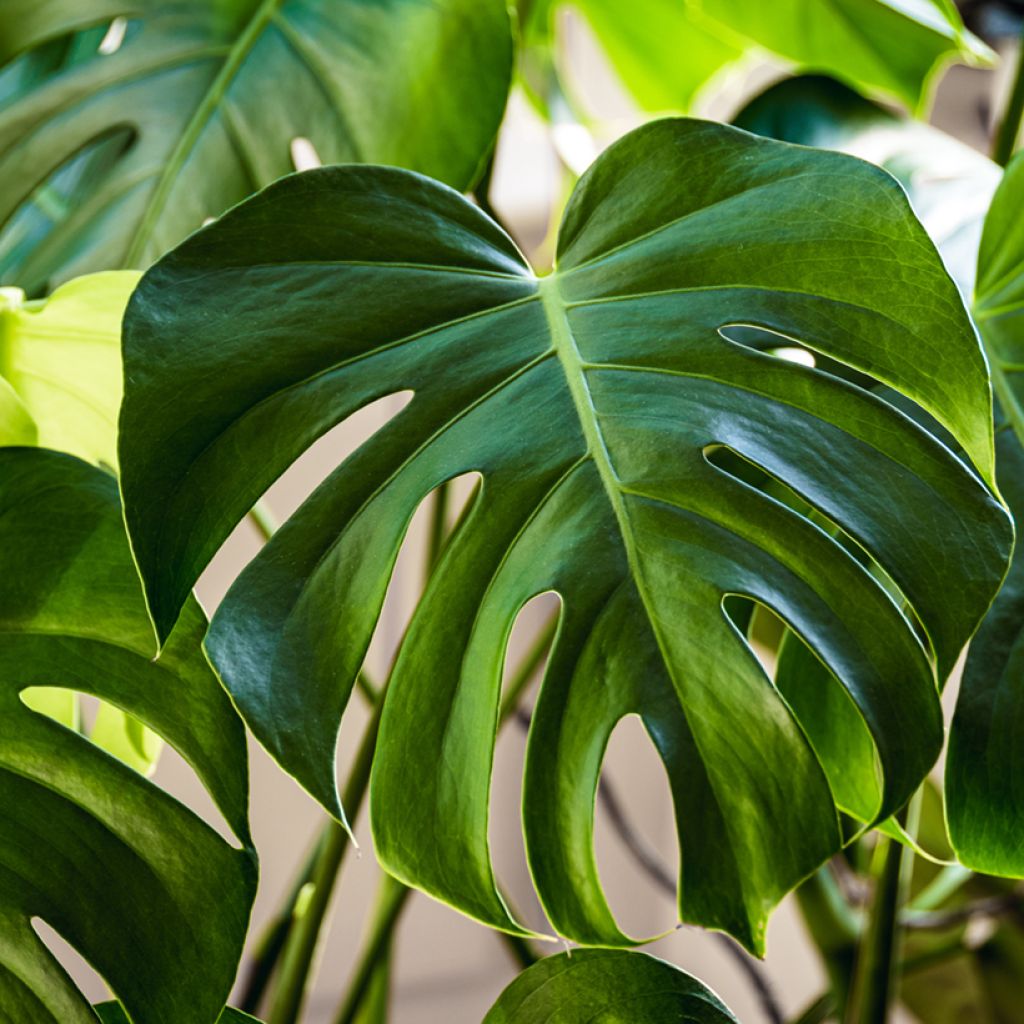 Graines de Monstera deliciosa