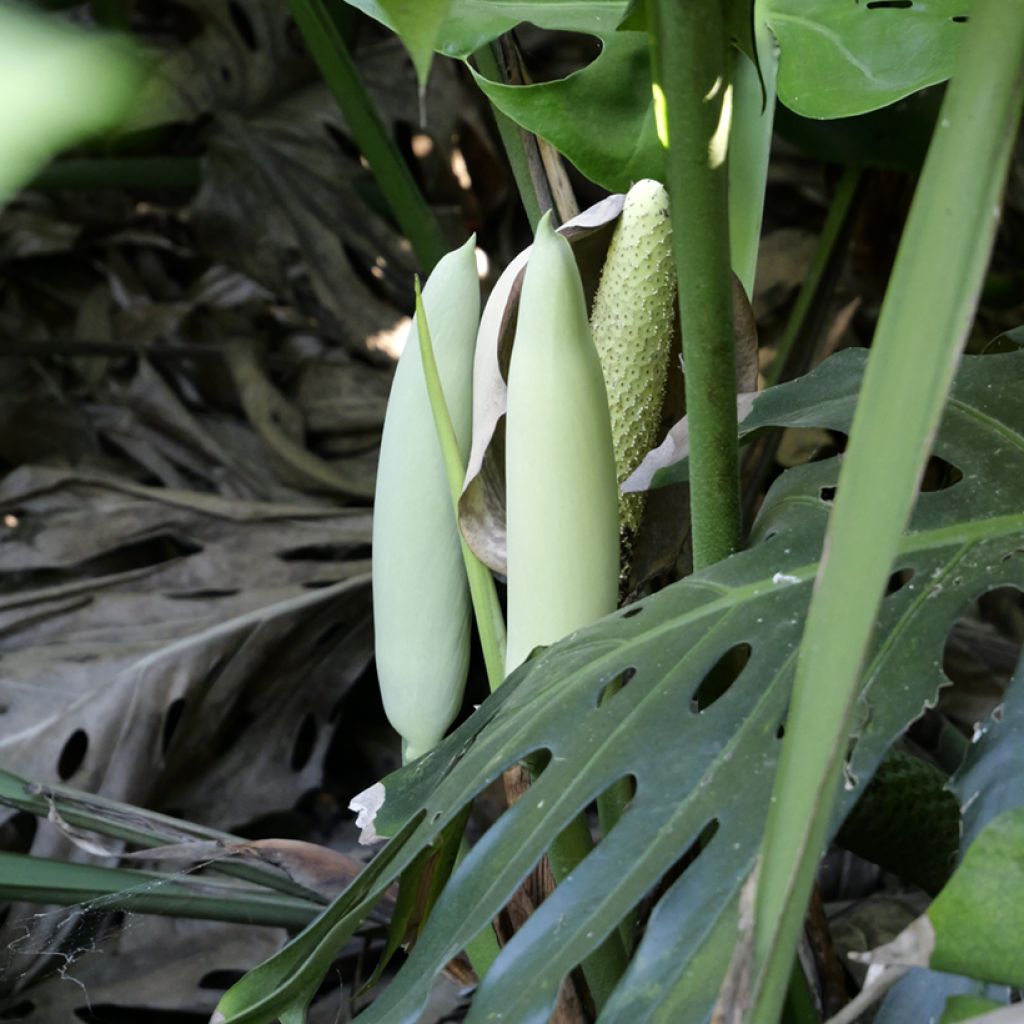 Graines de Monstera deliciosa