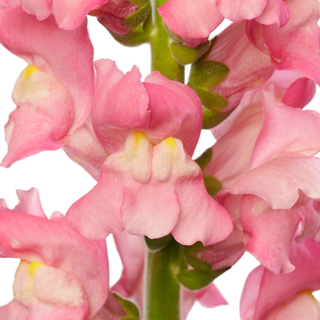 Graines de Muflier F1 Avignon Cherry Rose II - Antirrhinum majus