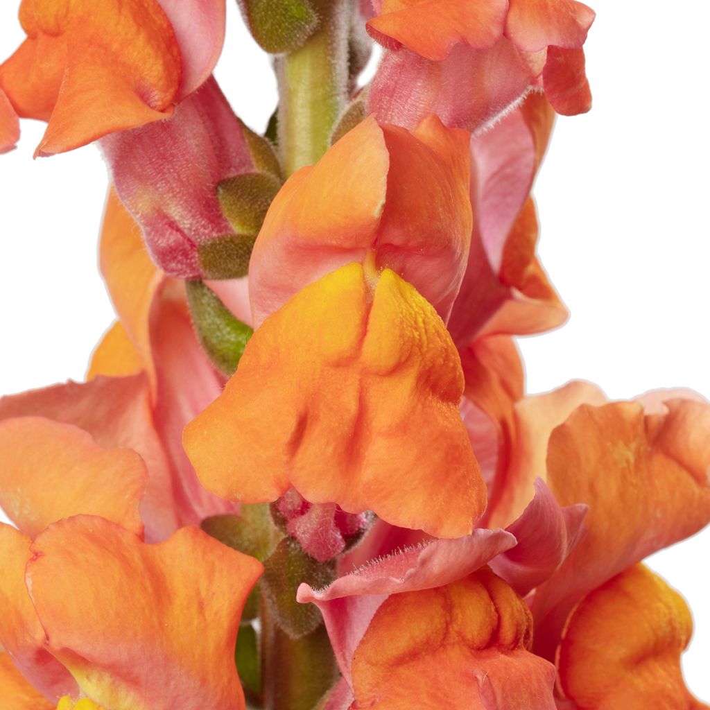 Graines de Muflier F1 Avignon Deep Orange II - Antirrhinum majus