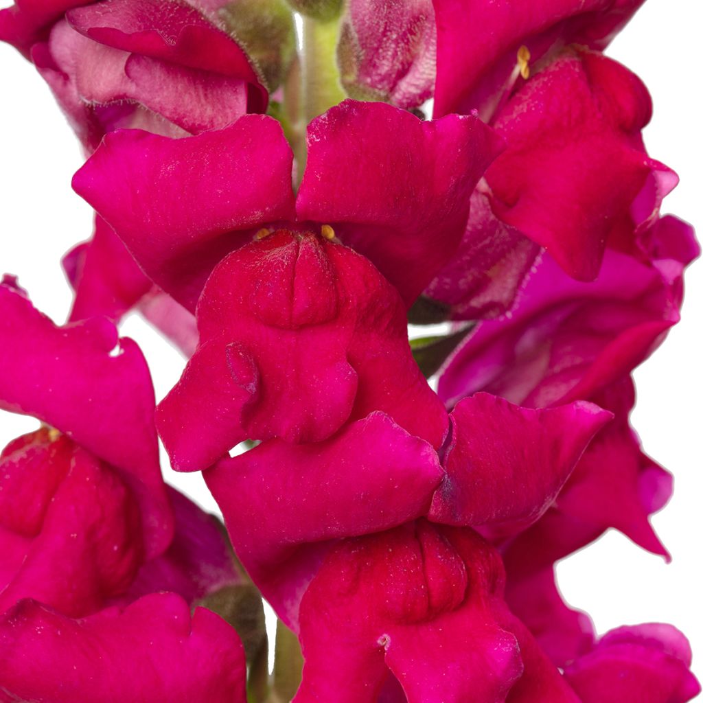 Graines de Muflier F1 Orleans Lilac IV - Antirrhinum majus