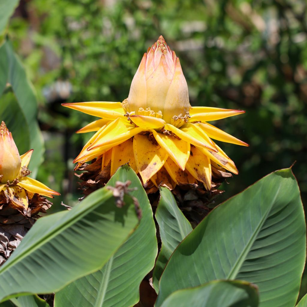 Graines de Musa lasiocarpa - Bananier Nain Chinois