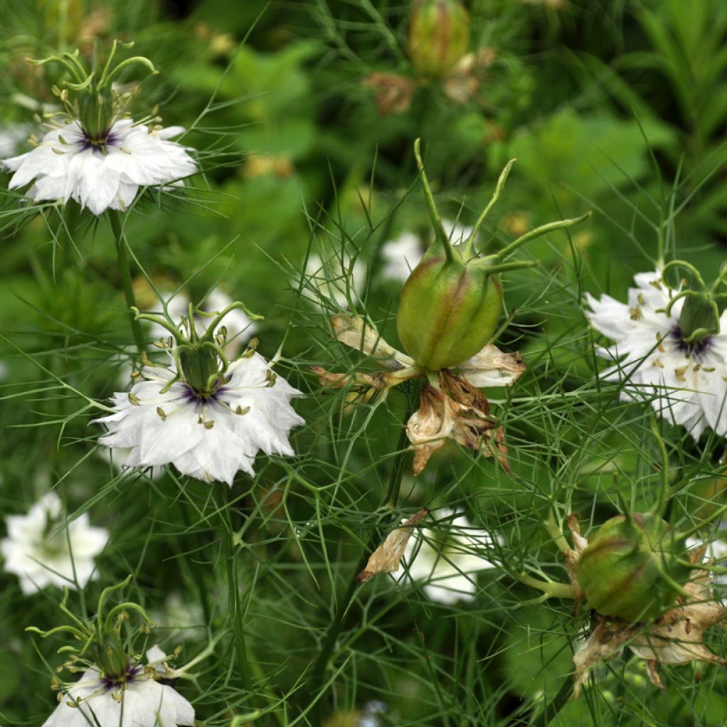 Graines de Nigelle de Damas Green Pod BIO