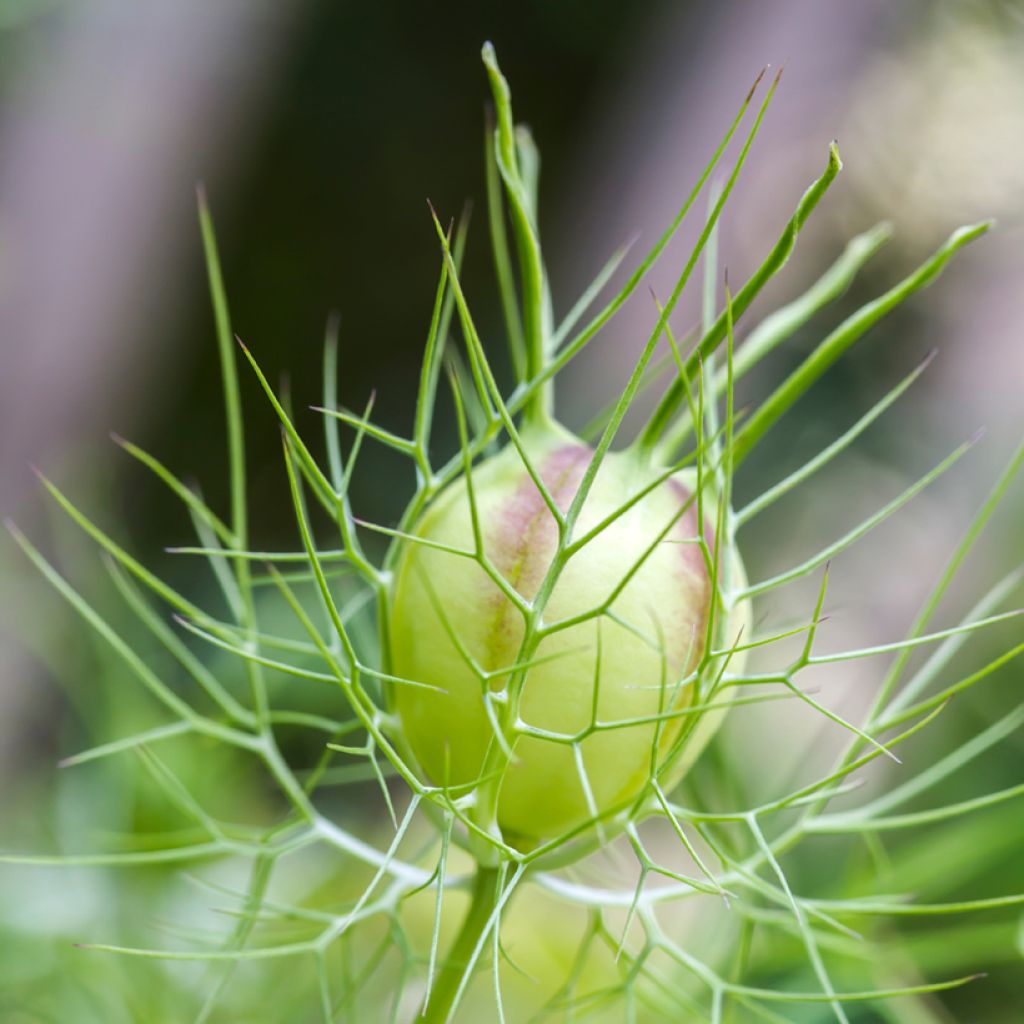 Graines de Nigelle de Damas Green Pod BIO