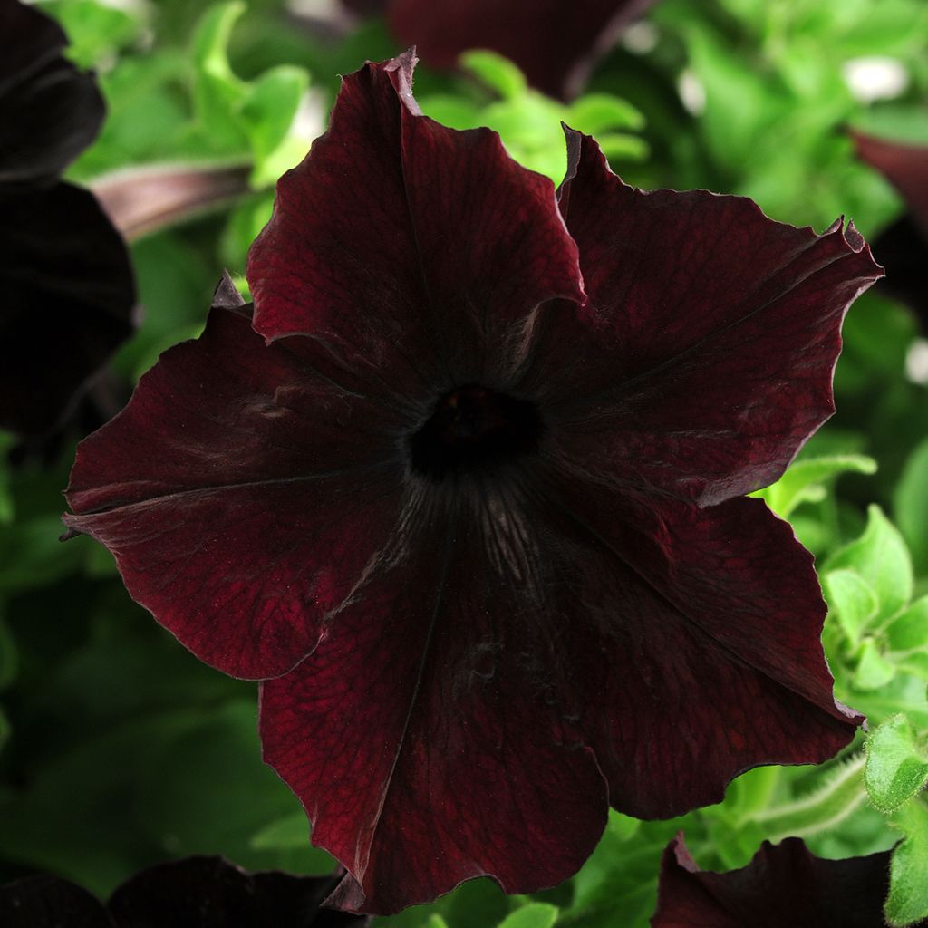 Graines de Pétunia Sophistica Blackberry F1