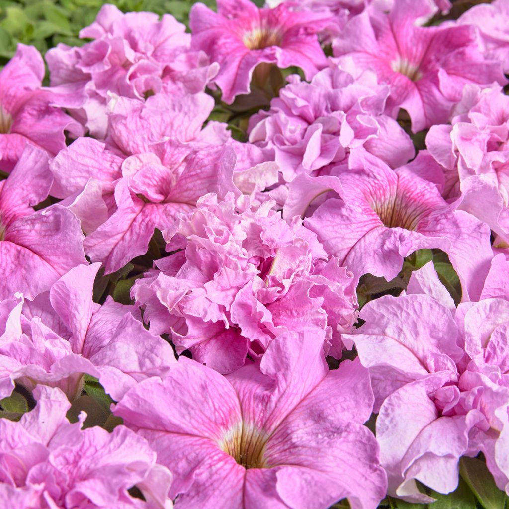 Graines de Pétunia grandiflora Peace (1947) (enrobées)