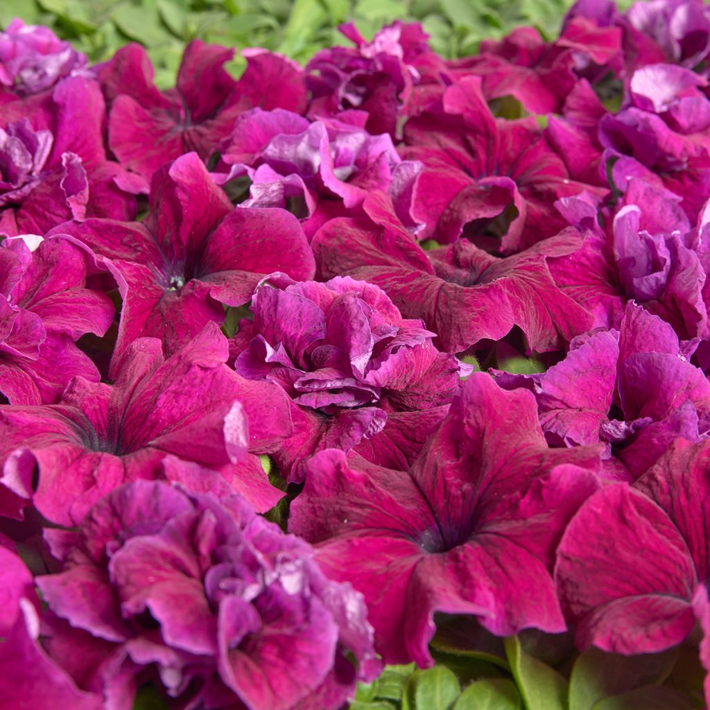 Graines de Pétunia grandiflora Purple Dwarf (1958) (enrobées)